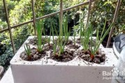 阳台小葱种植全攻略：从入门到实现葱自由