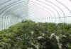 大棚芸豆种植技术视频揭秘：从整枝打杈到四季管理