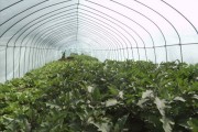 大棚芸豆种植技术视频揭秘：从整枝打杈到四季管理