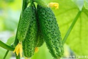 别跟自个儿过不去！种好青瓜先搞懂这几个“歪理”，保你摘瓜摘到手软