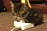 AI猫猫冷酷整理术：拯救你混乱数字生活的神奇魔法