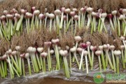 从土里刨食到地里淘金：大蒜种植技术移民带来的实实在在的变化