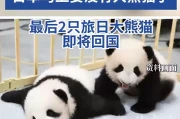 政客一句狂言，日本痛失“国宝级”经济引擎：54年熊猫时代终结，年损超300亿！