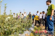 告别白色污染：降解地膜技术引领绿色农业新潮流