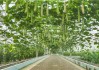 夏天蔬菜保存有妙招 这些土法子让你家菜篮天天新鲜
