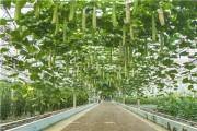 夏天蔬菜保存有妙招 这些土法子让你家菜篮天天新鲜