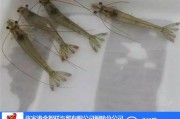 养青河虾的门道与讲究