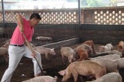 标准化养猪技术全解析，养猪户必看秘籍