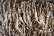 刺五加种植那点事儿：从种子到收获的全方位指南