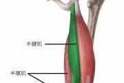 别再自己乱折腾了！聊聊那些真正厉害的肌骨康复特色技术