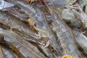 养南美白对虾技术从入门到精通的实战宝典